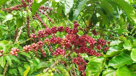 Produção de café no município de Alta Floresta está em crescimento