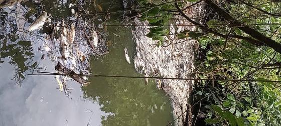 Motivo das mortes dos peixes ainda é desconhecido