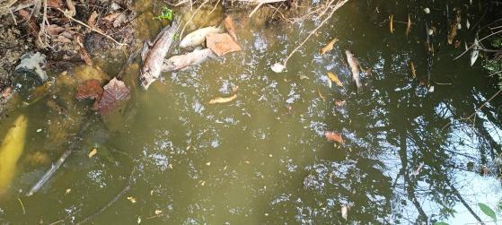Grande quantidade de peixe morreu no córrego