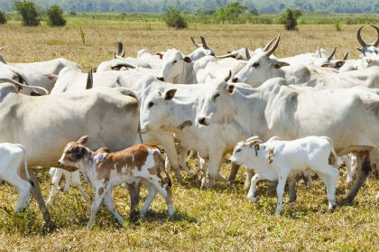 Rubinstein/Agência IBGE Notícias