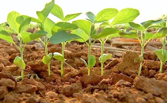 Clima poderá impactar produtividade da soja 