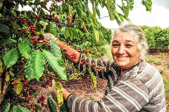 Produção de Café em Mato Grosso