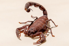 Foto: Butantan/Governo de SP