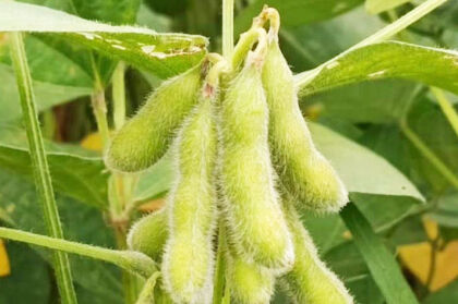 Cleverson Rodrigues- FEDAF