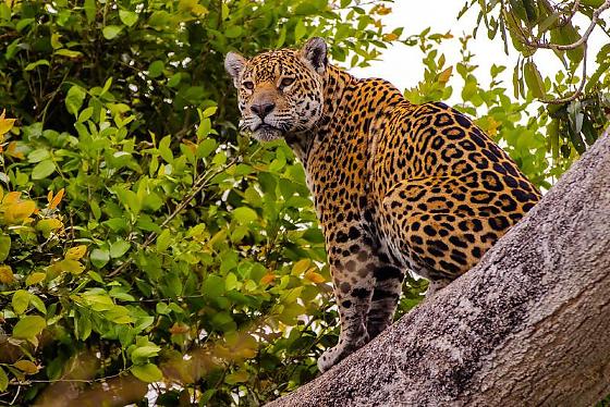 O Mapa do Turismo é o que garante aos municípios prioridade no acesso a políticas públicas, programas de fomento, capacitações e recursos 