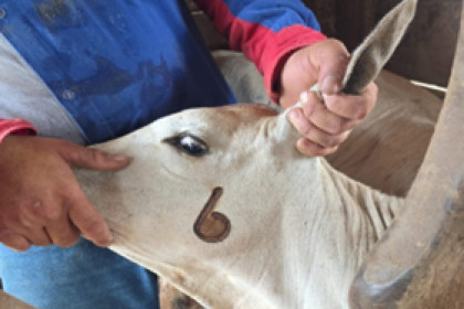 foto/ reprodução- Nova Band Hoje