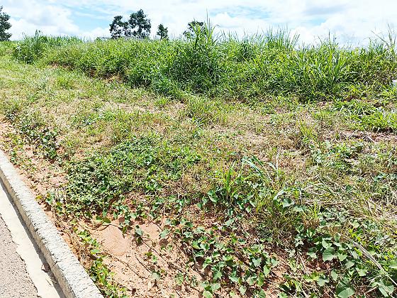 Proprietários tem prazo para limparem imóveis que estejam com mato alto