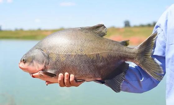 Prefeito de Paranaíta alerta para a necessidade de verticalizar a Cadeia do Peixe