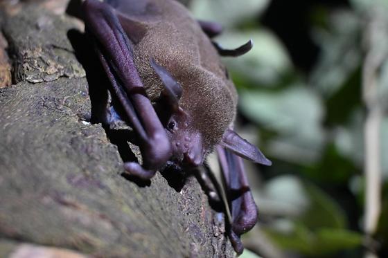 Noctilio albiventris macho coletado no parque florestal de Sinop