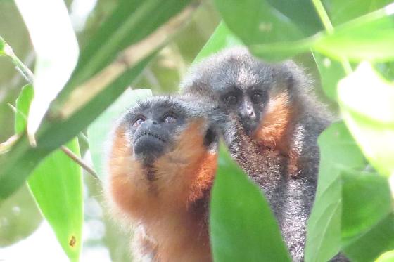 Mãe e filhote de zogue-zogue