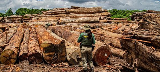 Equipe de Fiscalização faz medição de diâmetro de madeira retiradas em pátio de serraria ilegal
