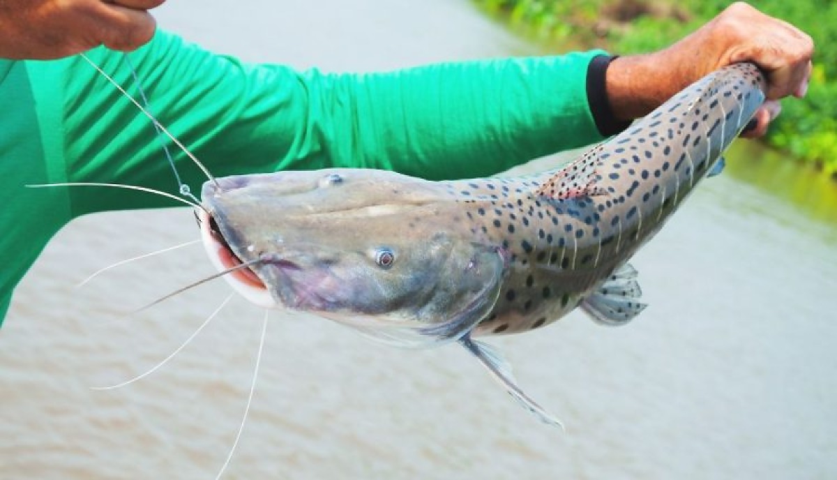 Piracema proíbe pesca amadora e profissional em Mato Grosso